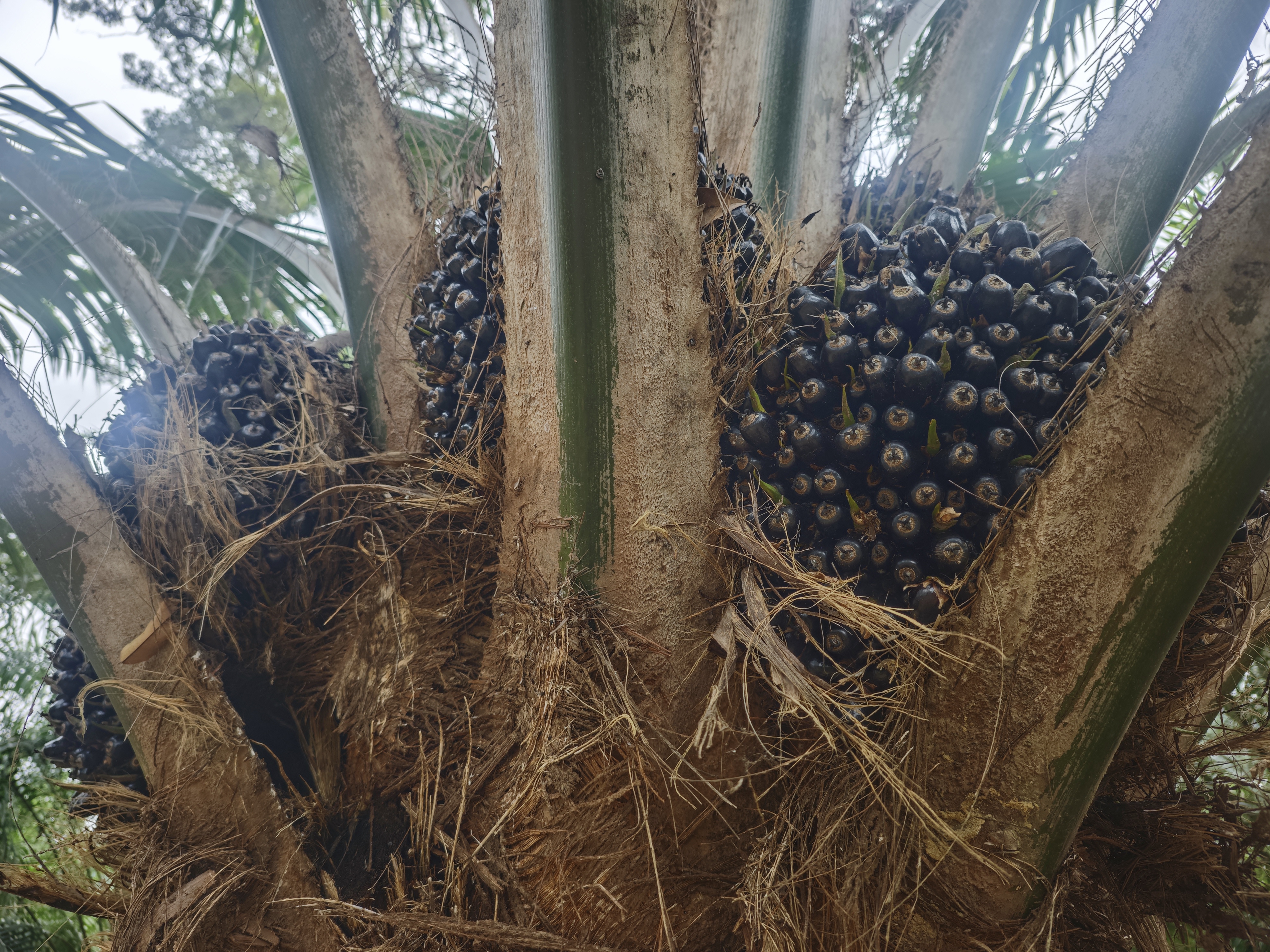 Oil Palm Study